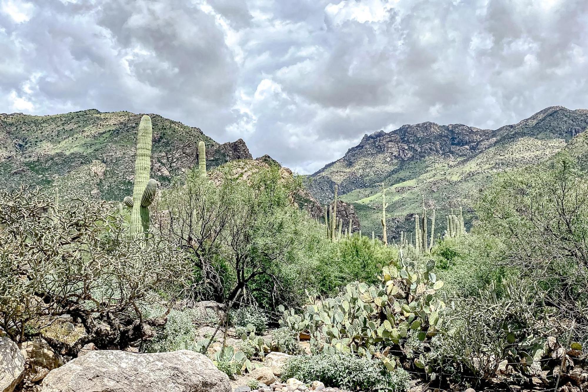 Canyon View Tucson Room photo